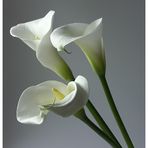 Callas