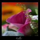 Callas