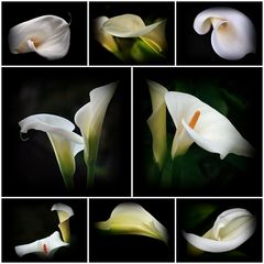 Callas