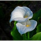 Callas aus dem Schloßgarten