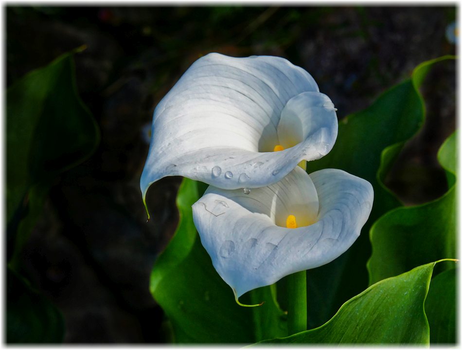 Callas aus dem Schloßgarten