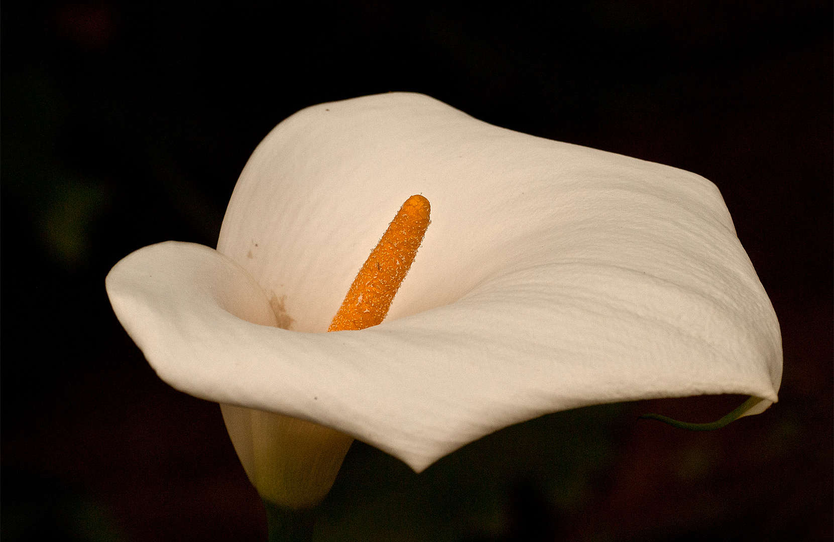 Callas Blume