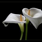 Callas