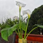 callas en mi terraza