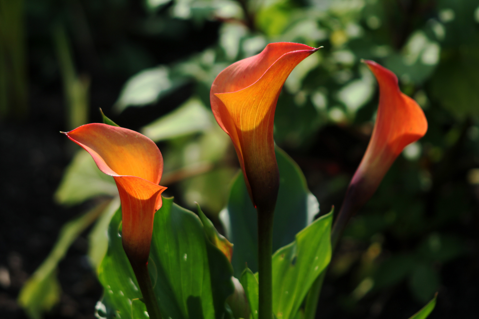 Callas im Gegenlicht