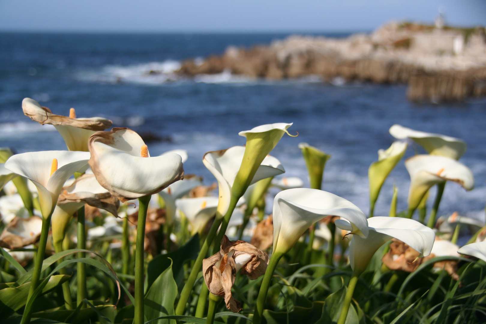 Callas in Monterey, CA