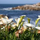 Callas in Monterey, CA