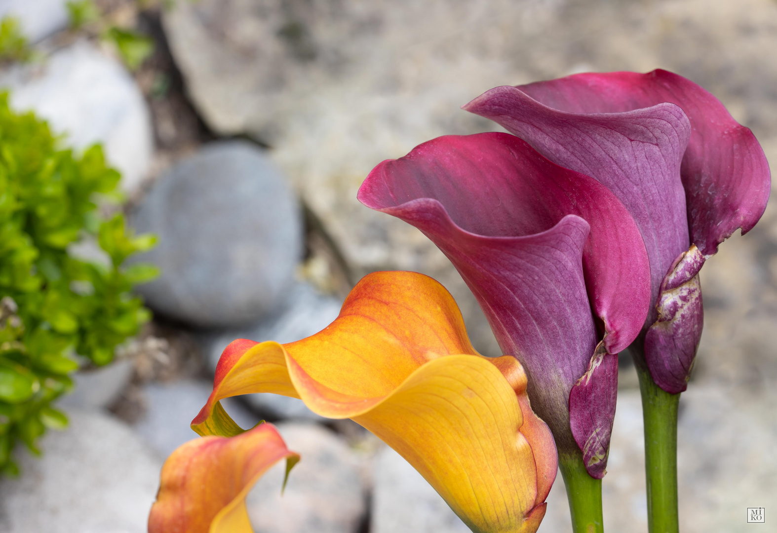 Callas in Orange/Rot