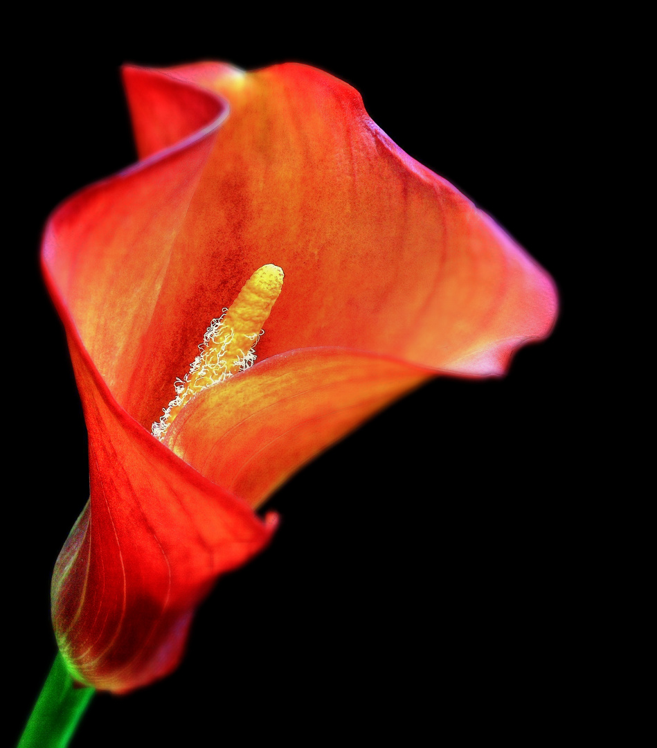 Calla's Innenleben 