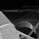 Callatrava satt