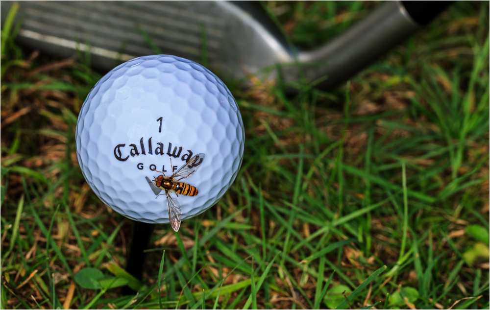 Callaway Golf Biene …