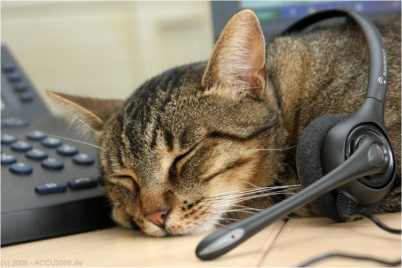 >> Callcenter Foto & Bild tiere, haustiere, katzen Bilder auf