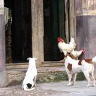 Calle de la Habana, Cuba