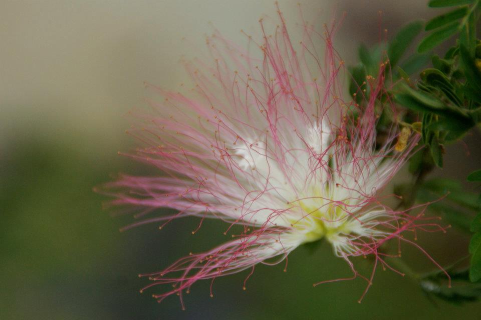 Calliandra - 04