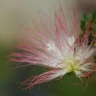 Calliandra - 04