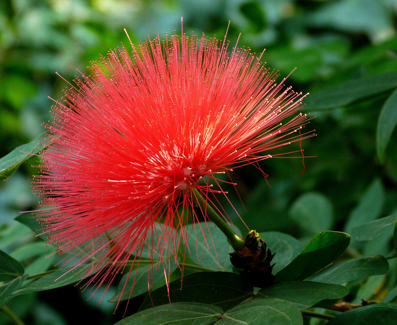 Calliandra