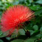 Calliandra