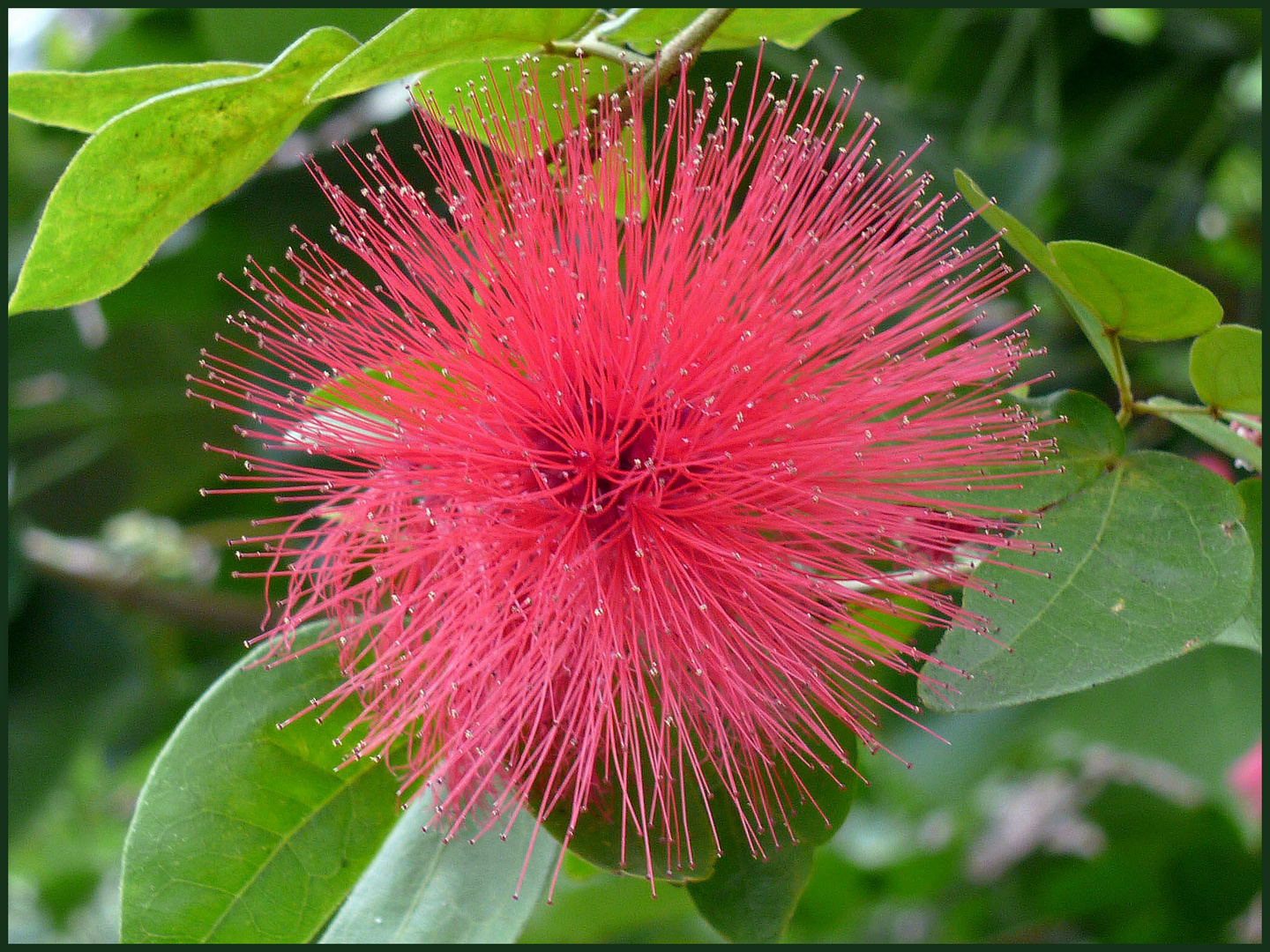 Calliandra