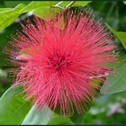 Calliandra