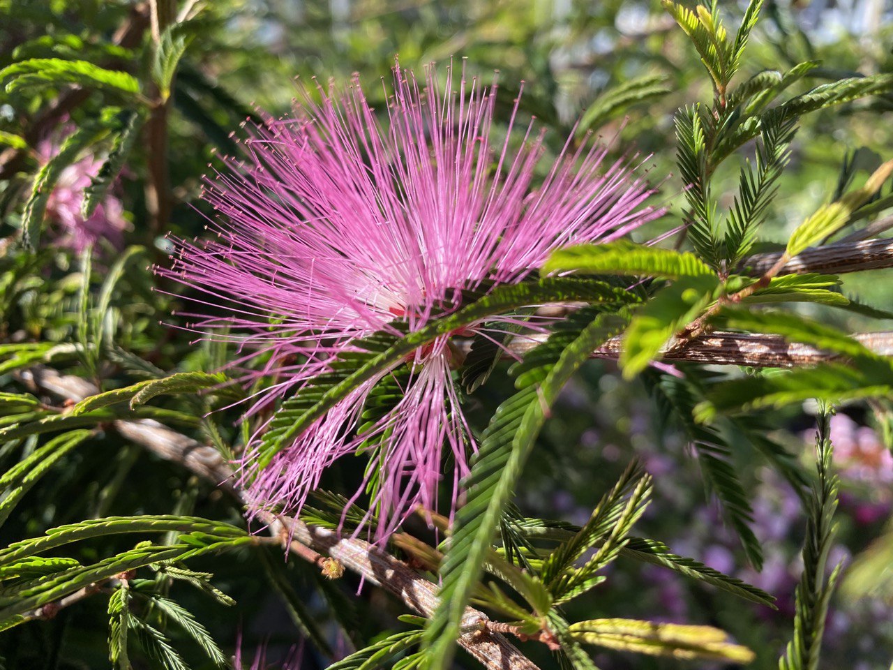 Calliandra