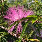 Calliandra