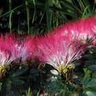 Calliandra angustifolia 