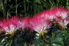 Calliandra angustifolia 