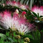 Calliandra angustifolia