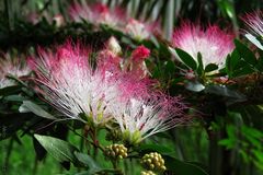 Calliandra angustifolia