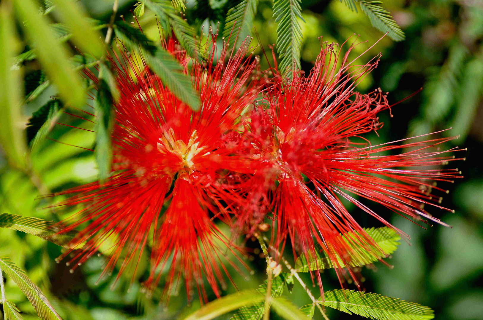 Calliandra