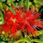 Calliandra