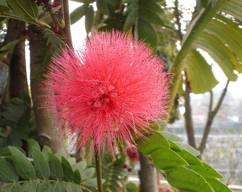 Calliandra