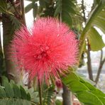 Calliandra