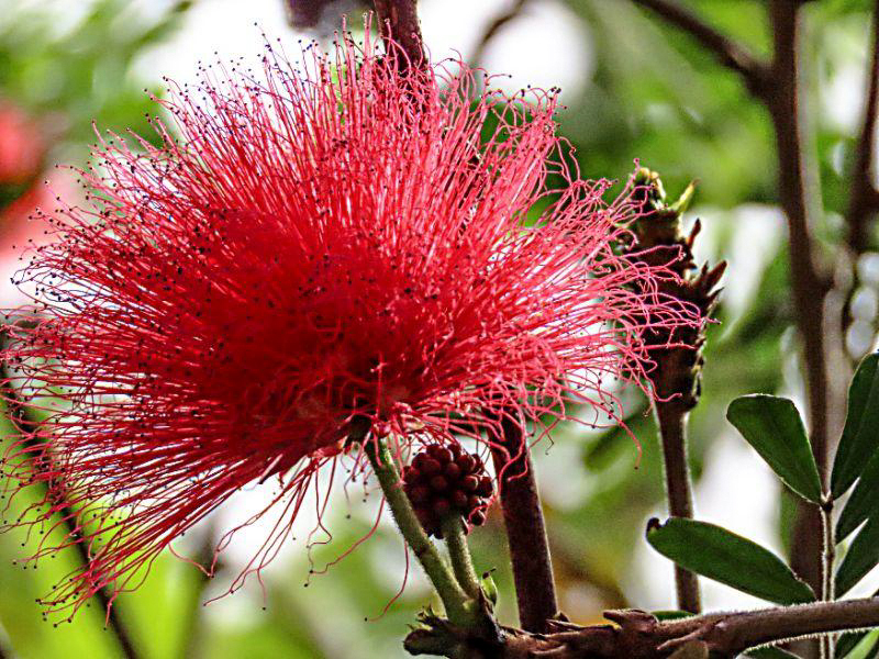 Calliandra carbonaria 