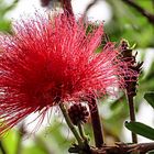 Calliandra carbonaria 