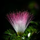 Calliandra