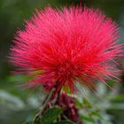 calliandra