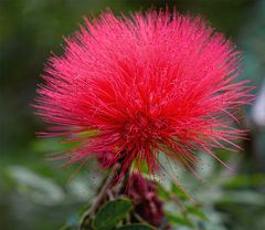 calliandra