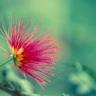 Calliandra, de tendres épines.