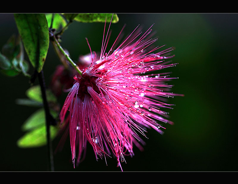 Calliandra emarginata ( Puderqastenstrauch )