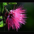 Calliandra emarginata ( Puderqastenstrauch )