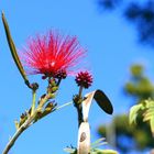 Calliandra eriophylla Benth. Blüte - Tenerife