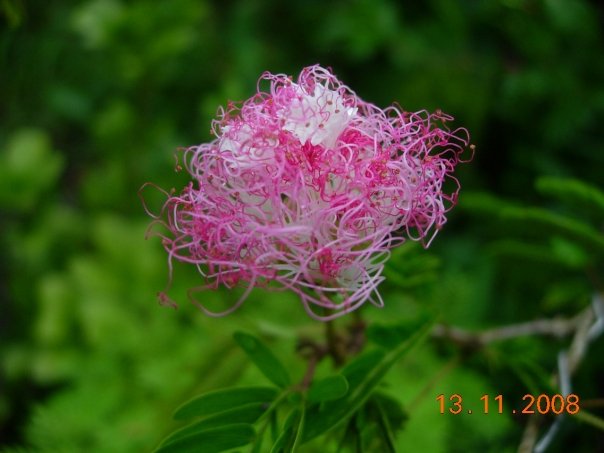 Calliandra flower - 02