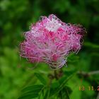 Calliandra flower - 02