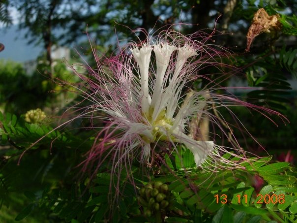 Calliandra flower - 03