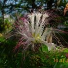 Calliandra flower - 03