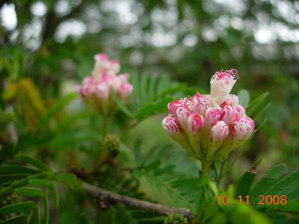 Calliandra flower