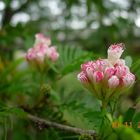 Calliandra flower