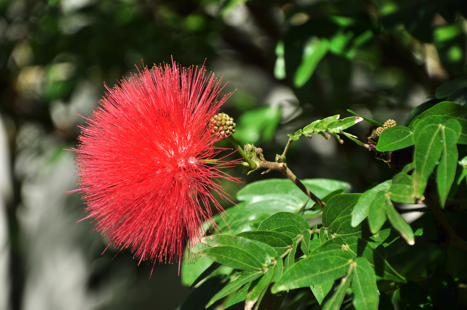 Calliandra grandiflora