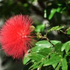 Calliandra grandiflora